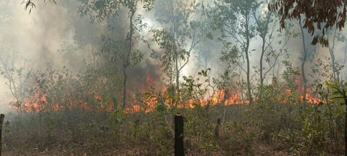 দুষ্কৃতীদের লাগিয়ে দেওয়া আগুনে আবারো বাংলা নববর্ষের দিনে কয়েক হাজার জীবন্ত গাছ সহ ক্ষতি হলো বহু কীট পতঙ্গ।